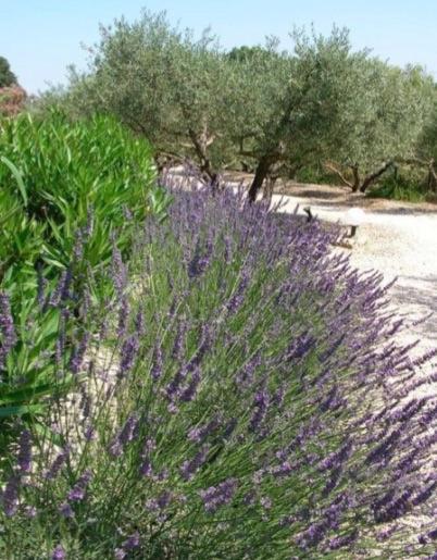 Un Gite En Provence - Les Jardins De Fontanille Saint-Rémy-de-Provence Buitenkant foto