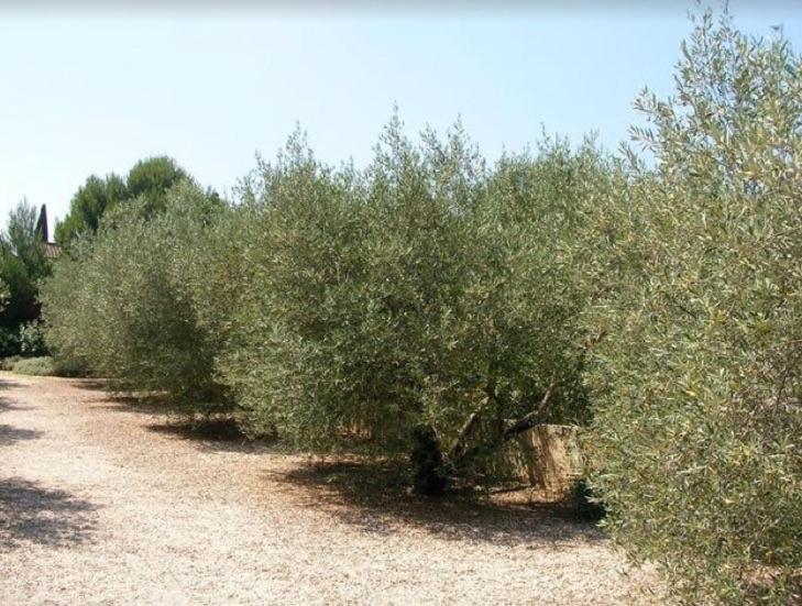 Un Gite En Provence - Les Jardins De Fontanille Saint-Rémy-de-Provence Buitenkant foto